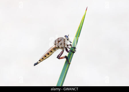 Ein Räuber fliegen (Asilidae) ruht auf einem Blatt Yucca, Indiana, Vereinigte Staaten Stockfoto