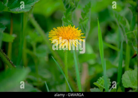 Sonchus Stockfoto