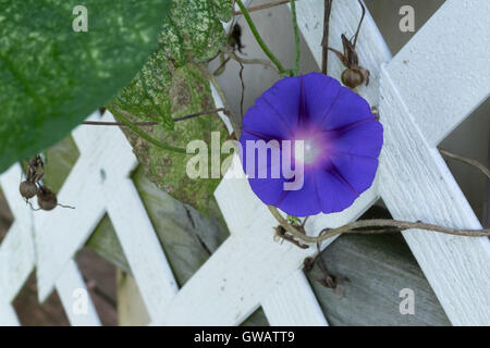 Lila Blüte der Morning Glory auf ein Spalier Stockfoto