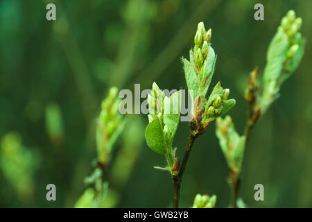 Saisonale Naturquelle Eco Backgrond: Muster der Apfelbaum Zweig mit jungen grünen Laub Stockfoto