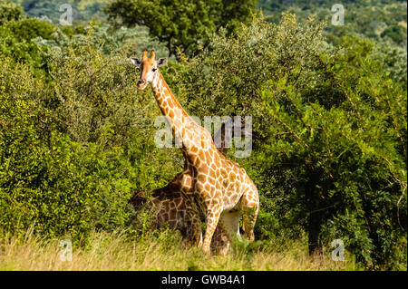 Giraffe bei Sonnenaufgang im Kruger National Park, das größte Wildreservat in Südafrika. Stockfoto