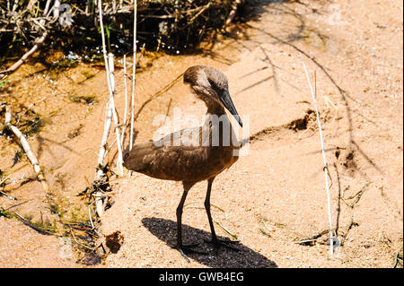 Die Hamerkop ist ein mittlerer Größe waten Vogel. Kruger National Park, das größte Wildreservat in Südafrika. Stockfoto