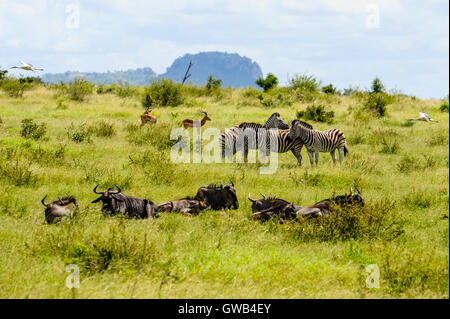 Storch, Impalas, Gnus und Plains Zebra. Kruger National Park, das größte Wildreservat in Südafrika. Stockfoto