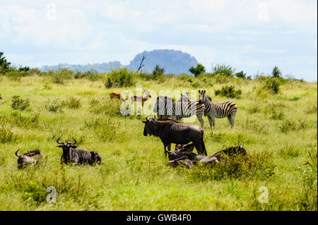 Impalas, Gnus und Plains Zebra. Kruger National Park, das größte Wildreservat in Südafrika. Stockfoto