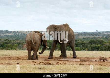 Stand aus afrikanischen Bush Elefanten - ist der afrikanische Elefant das größere der beiden Arten des afrikanischen Elefanten. Es und t Stockfoto