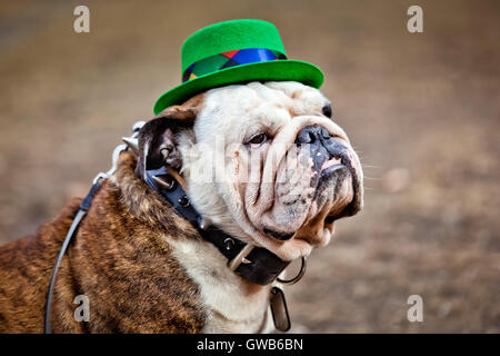 St Patricks Tag Hut auf englische Bulldogge Stockfoto