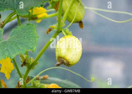 Zitrone Gurke Pflanze (Cucumis Sativus 'Zitrone') mit Obstbau. Stockfoto