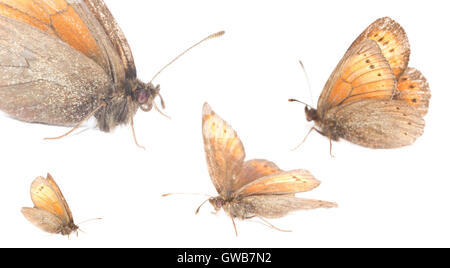 Die seltenen Ratzer Ringel (Erebia Christi), Italien. Die seltensten Schmetterlinge Europas. Weißen Hintergrund. Stockfoto