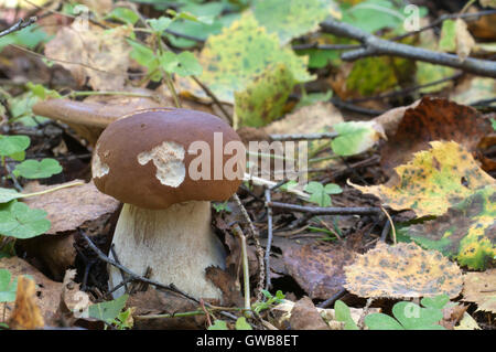 Boletus Edulis Pilz in einem Wald im Herbst Stockfoto