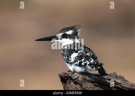 Profil von einem Pied Kingfisher Ceryle Rudis sitzt auf einer alten Baumstamm über einen Fluss hautnah Stockfoto