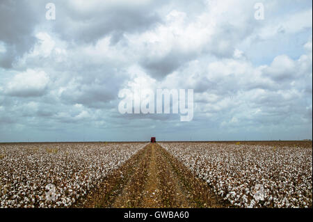 Erntemaschinen auf Baumwollfeldern auf Texas ranch Stockfoto