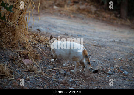 Streunende Katze in Stalis, Griechenland, Europa. Stockfoto