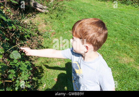 Ein kleiner Junge, wilde Brombeeren unter die Brombeeren pflücken. Ickenham, Hillingdon, UK. Stockfoto