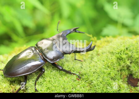 Japanische großer Hirschkäfer (Dorcus Hopei Hopei) in China Stockfoto