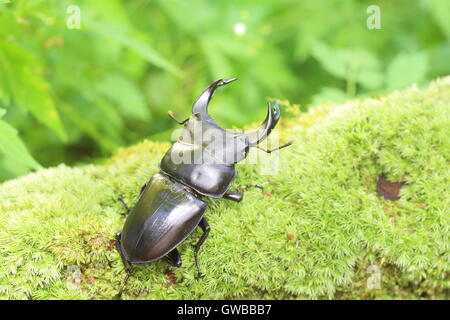 Japanische großer Hirschkäfer (Dorcus Hopei Hopei) in China Stockfoto