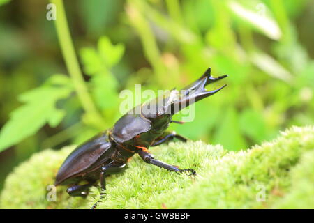 Japanische großer Hirschkäfer (Dorcus Hopei Hopei) in China Stockfoto