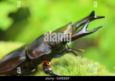 Japanische großer Hirschkäfer (Dorcus Hopei Hopei) in China Stockfoto
