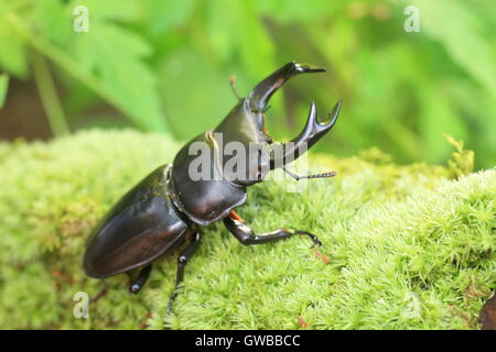 Japanische großer Hirschkäfer (Dorcus Hopei Hopei) in China Stockfoto