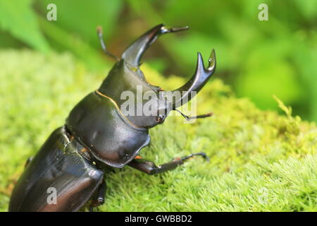 Japanische großer Hirschkäfer (Dorcus Hopei Hopei) in China Stockfoto