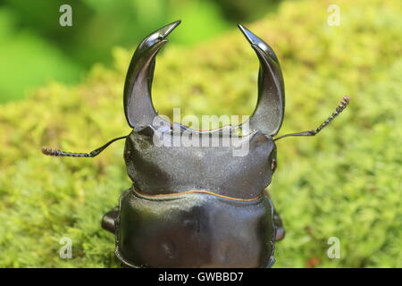 Japanische großer Hirschkäfer (Dorcus Hopei Hopei) in China Stockfoto