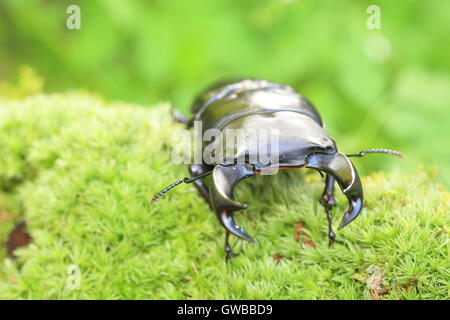 Japanische großer Hirschkäfer (Dorcus Hopei Hopei) in China Stockfoto