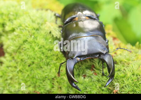 Japanische großer Hirschkäfer (Dorcus Hopei Hopei) in China Stockfoto