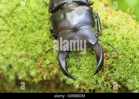 Japanische großer Hirschkäfer (Dorcus Hopei Hopei) in China Stockfoto