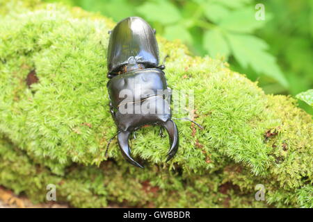 Japanische großer Hirschkäfer (Dorcus Hopei Hopei) in China Stockfoto