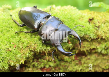 Japanische großer Hirschkäfer (Dorcus Hopei Hopei) in China Stockfoto
