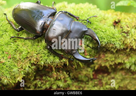 Japanische großer Hirschkäfer (Dorcus Hopei Hopei) in China Stockfoto