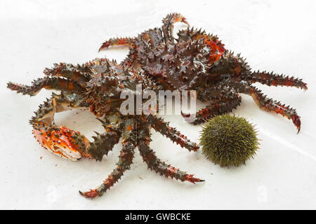 Kamtschatka-Krabben frisch aufgespießt und Seeigel auf dem Deck der Yacht. Stockfoto