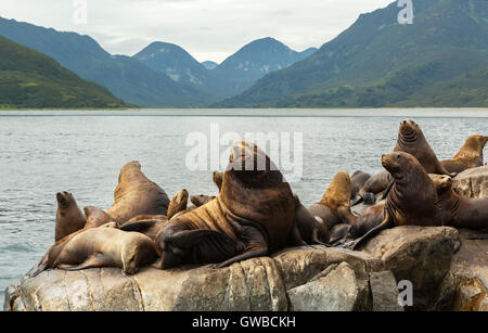 Rookery Steller Seelöwen. Insel im Pazifischen Ozean in der Nähe von Kamtschatka. Stockfoto