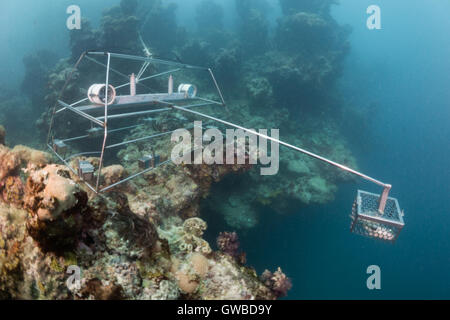 Köder Remote Unterwasser Video - Homie verwendet in Abrolhos Marine Schutzgebiet für Fisch-Fauna-Forschung mit zwei Gopro. Brazilien Stockfoto