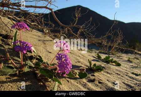 Desert Sand rosa und lila Verbena Wildblumen auf einer Sanddüne in Kalifornien Anza Borrego Desert State Park Stockfoto