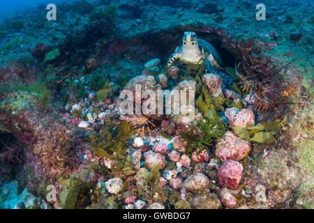 Unterwasser-Fotos an die 'Buraca'-Umgebung in der Nähe Abrolhos, Bahia, Brasilien Stockfoto