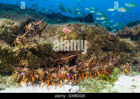 Unterwasser-Fotos an die 'Buraca'-Umgebung in der Nähe Abrolhos, Bahia, Brasilien Stockfoto