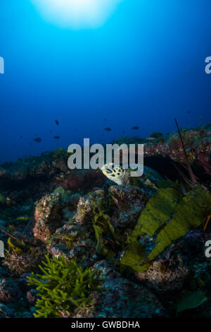 Unterwasser-Fotos an die 'Buraca'-Umgebung in der Nähe Abrolhos, Bahia, Brasilien Stockfoto