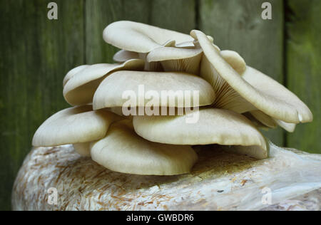 Oyster Mushrums (Pleurotus Ostreatus) auf Stroh kultiviert. Wachsende Pilze zu Hause. Großaufnahme, selektiven Fokus. Stockfoto