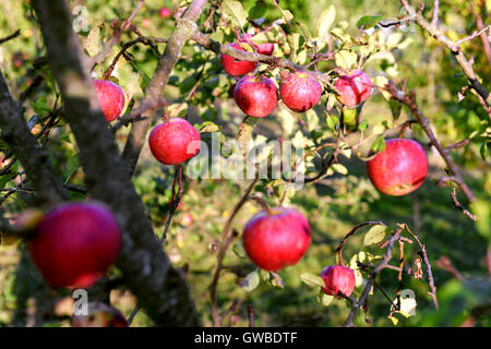 roter Apfel auf Baum closeup Stockfoto