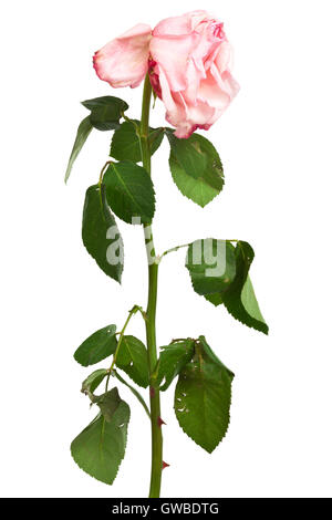 blass rosa Rosen auf weißem Hintergrund Stockfoto