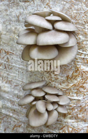 Oyster Mushrums (Pleurotus Ostreatus) auf Stroh kultiviert. Wachsende Pilze zu Hause. Großaufnahme, selektiven Fokus. Stockfoto