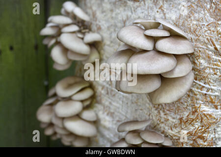 Oyster Mushrums (Pleurotus Ostreatus) auf Stroh kultiviert. Wachsende Pilze zu Hause. Großaufnahme, selektiven Fokus. Stockfoto