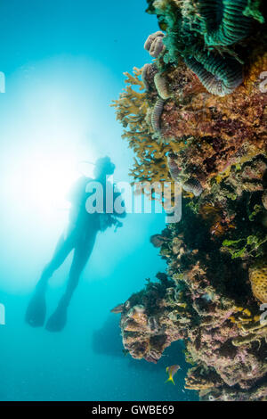 Tauchen unter Wasser in der Nähe von Korallenriff, Abrolhos Marine National Park, Bahia Staat, Brasilien Stockfoto