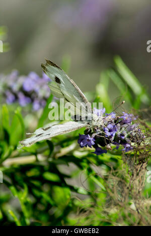 Kohl weißen Schmetterling auf Lavendel. Stockfoto