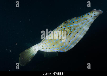 Aluterus Scriptus, allgemein bekannt als scrawled Feilenfisch, Broomtail Feilenfisch oder kritzelte Lederjacke. Abrolhos, Bahia, Brasilien. Stockfoto