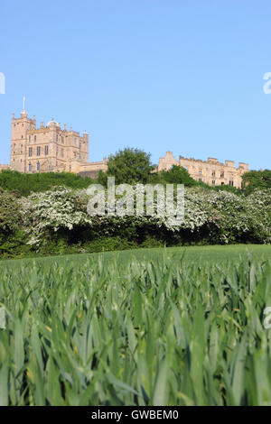 Bolsover Castle in Derbyshire gesehen aus einem Getreide Ernte Feld Saison Weissdorn Blüte (im Bild) an einem sonnigen Tag, England UK Stockfoto