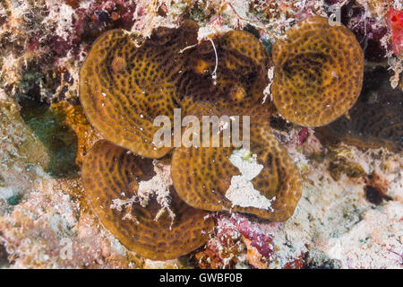 Agaricia Agaricites Riff-Korallen Unterwasser Abrolhos, Bahia, Brasilien Stockfoto