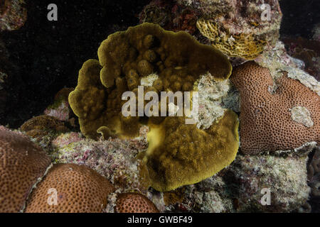 Agaricia Agaricites Riff-Korallen Unterwasser Abrolhos, Bahia, Brasilien Stockfoto