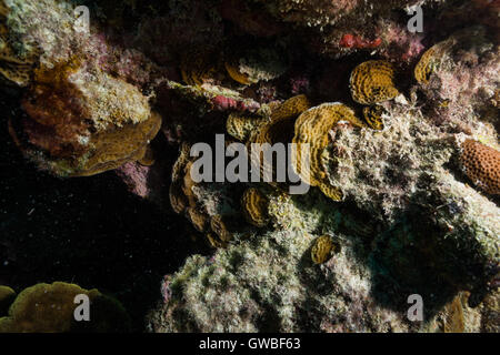 Agaricia Agaricites Riff-Korallen Unterwasser Abrolhos, Bahia, Brasilien Stockfoto