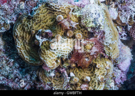 Agaricia Agaricites Riff-Korallen Unterwasser Abrolhos, Bahia, Brasilien Stockfoto